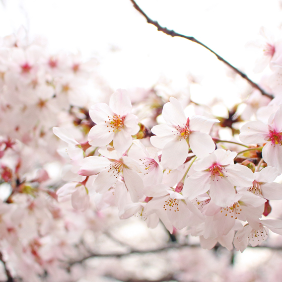 【結婚指輪デザインコンセプト】　ふたりが出会ったのは、満開の桜が美しい季節。心に刻まれた桜吹雪が、鮮やかに彩られたデザイン。