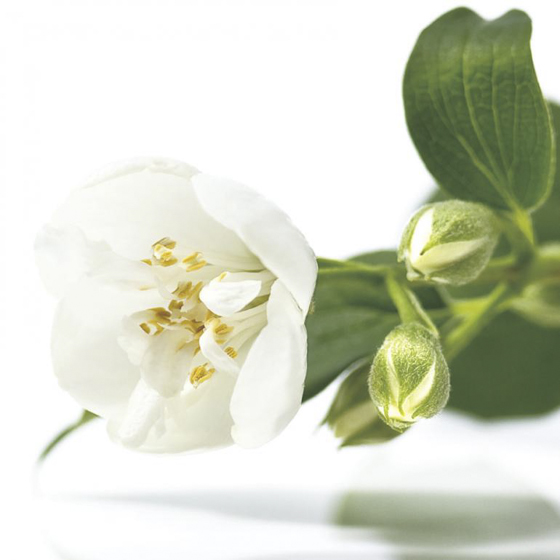 【デザインコンセプト】凛とした気品　香りが清々しく品のある花〝皐月梅〟。凛と輝く清楚な白い花は、いつまでもくすり指で美しく咲き続ける。